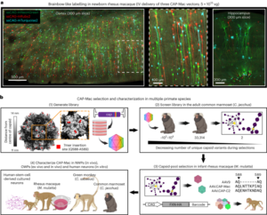 Adeno-associated viral vectors for functional intravenous gene transfer throughout the non-human primate brain - Nature Nanotechnology