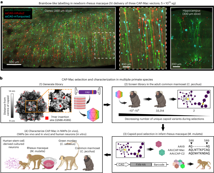 비인간 영장류 뇌를 통한 기능적 정맥 내 유전자 전달을 위한 아데노 관련 바이러스 벡터 - Nature Nanotechnology