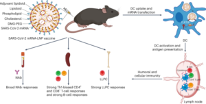 Adjuvantlipidoid-asendatud lipiidide nanoosakesed suurendavad SARS-CoV-2 mRNA vaktsiinide immunogeensust – Nature Nanotechnology