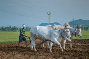 Η AI Tech μπορεί να μειώσει τη θεραπεία με αντιβιοτικά σε αγελάδες γαλακτοπαραγωγής