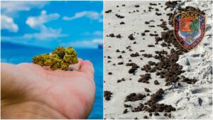 Beach Bud: "Stor mengde" av cannabis vaskes i land i Florida