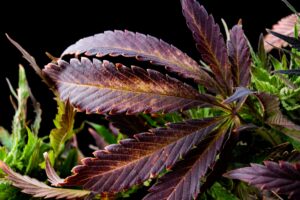 Cannabis y la Segunda Enmienda: una palabra de advertencia | Tiempos altos