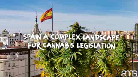 utsikt över Madrid i Spanien och cannabisväxter