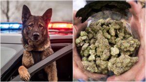 A legalização da cannabis está tirando o trabalho dos cães policiais