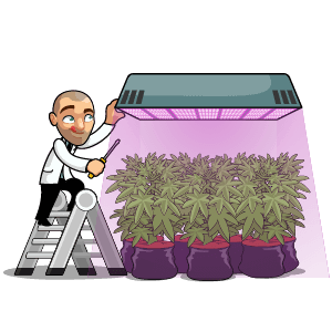 Cannabis Plant Training Methods