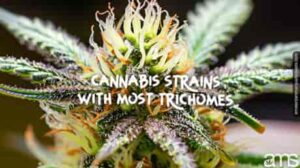 Cannabissoorten met Overvloedige Trichomen | Typen, functies en meer
