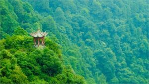 Çin ve Yeni Zelanda ormancılık iş birliğini güçlendiriyor