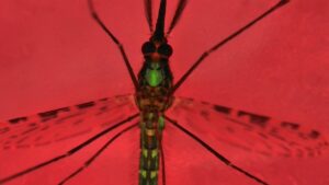CRISPR-i hävitatud sääsed koos isaste järglastega võivad aidata malaariat välja juurida
