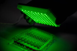 Detection of bacteria and viruses with fluorescent nanotubes