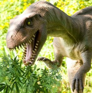 Dinosaurussen aten cannabis en 9 andere gekke feiten over wiet die je nooit wist
