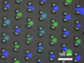 Synthetic protocells