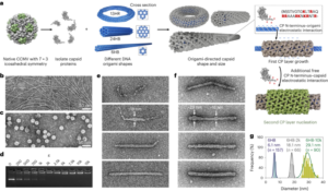 Polimorfizm kapsydu wirusa ukierunkowany na origami - Nature Nanotechnology
