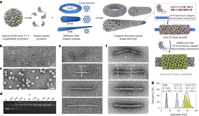 DNA-origami-directed virus capsid polymorphism - นาโนเทคโนโลยีธรรมชาติ