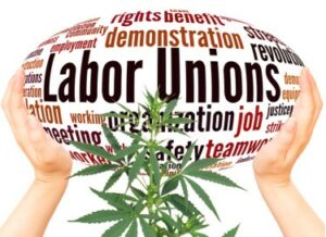 Kan du ikke lide fagforeninger, lav en falsk en! - Californiske cannabisvirksomheder opretter falske fagforeninger for at reducere lønomkostningerne