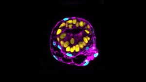 Modelos de embriones elaborados a partir de células madre pretenden abrir la caja negra del desarrollo humano temprano