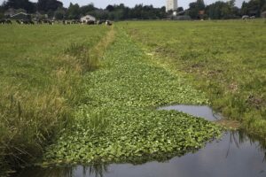 Environmental charity calls on public to help in war on water pennywort | Envirotec