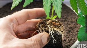 大麻の根系の探求: 開いた土と植木鉢