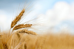 Five European Countries Agree to Extend Ukrainian Grain Ban