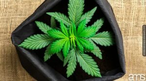 Odlingspåsar för att odla cannabis | Den kompletta guiden | Tips För- och nackdelar