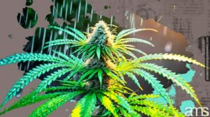 Sfrutta l'acqua piovana per una coltivazione sostenibile di cannabis a casa