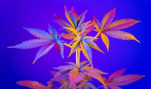Legalisera Amerika är den första cannabisfokuserade Super PAC