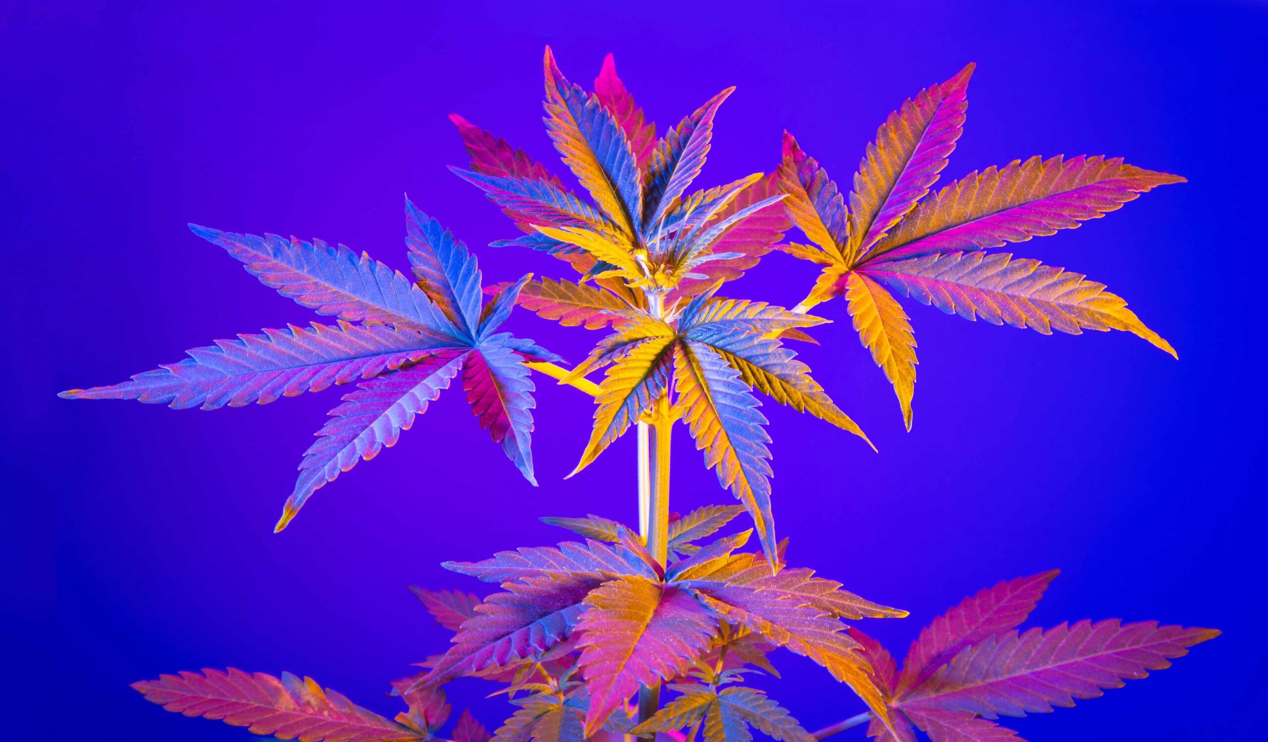 Legalize America is de eerste op cannabis gerichte Super PAC