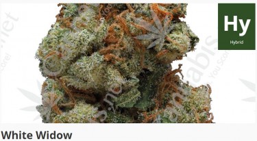 white widow cannabis strain