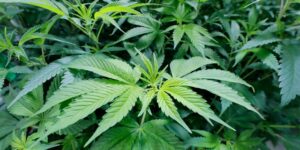 Maryland lov som tillater fritidsmarihuana trer i kraft - Medical Marihuana Program Connection