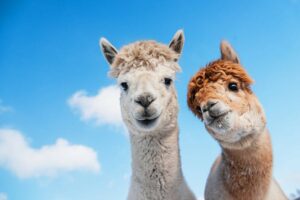 Meta launches Llama 2 models supporting commercial use