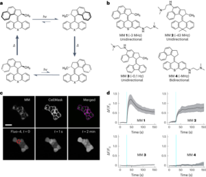 Máquinas moleculares estimulan ondas de calcio intercelular y provocan contracción muscular - Nature Nanotechnology