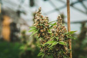 Mer än 1,000 XNUMX arresterade i svep av UK Weed Grows