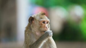 Ena injekcija ledvičnih beljakovin je povečala spomin pri starejših opicah
