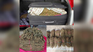 Polizei beschlagnahmt Koffer mit Marihuana – FBC News – Medical Marijuana Program Connection