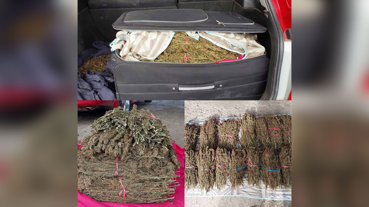 Politiet beslaglægger kuffert med marihuana - FBC News - Medical Marihuana Program Connection