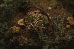Psilocibinske gobe v Koloradu | Ali je zakonito in kje jih lahko dobite