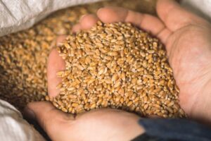 Russia Backs Out of Wartime Grain Deal with Ukraine