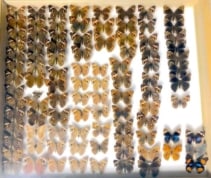 Rows and rows of buckeye butterflies lined up in a box