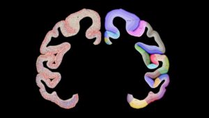 Forskare avslöjade just den mest kompletta kartan över apans cortex ännu
