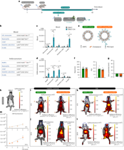 Transport by circulating myeloid cells drives liposomal accumulation in inflamed synovium - Nature Nanotechnology