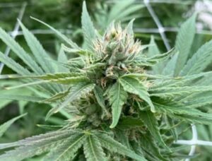 To sorte Florida-bønder får marihuanalicenser - medicinsk marihuanaprogramforbindelse