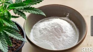 Unveiling the Magic: Cannabis and Baking Soda - A Sustainable Journey
