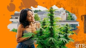 Urban Cannabis Cultivation: Grow Exceptional Cannabis on Your Balcony or Terrace