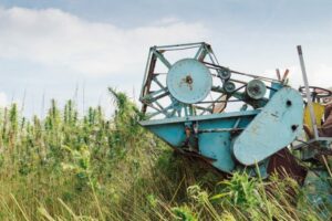 Was das Agrargesetz 2023 für CBD und andere Cannabinoide bedeuten könnte