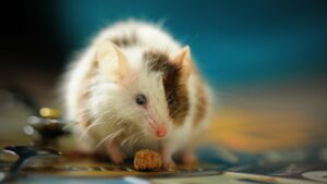 Дивовижний новий білковий гравець відновлює пам'ять у старих мишей