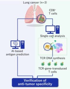 Aichi Cancer Center og NEC udvikler en effektiv metode til at identificere lungekræftantigener og antigenspecifikke T-celler