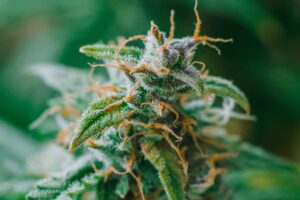 アーカンソー州の大麻企業がデルタ8THC禁止に対して訴訟を起こす