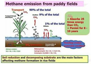 拜耳、壳牌和淡马锡合作将水稻种植中的甲烷排放量减少 30%