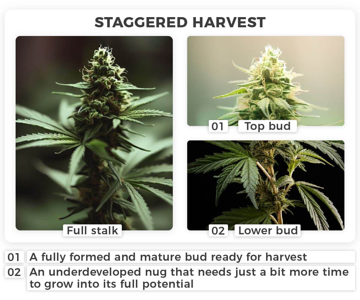 A staggered harvest means you leave the slightly underdeveloped buds to mature a bit more before you harvest them too