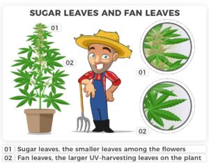 Bedste cannabisknop sødemidler