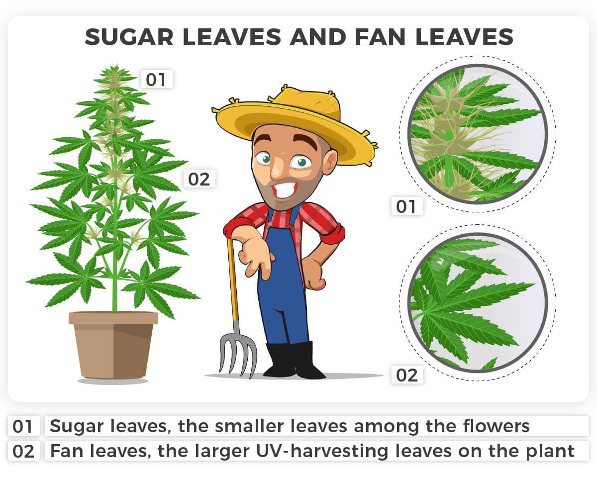 Sugar versus fan leaves
